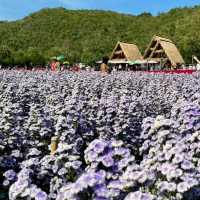 🇯🇵 Hokkaido Flower Park Khaoyai 🇯🇵