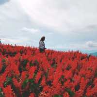 ถ่ายรูปสวย ที่ยิ่งยงสวนดอกไม้ จ.เชียงใหม่