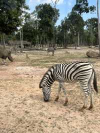✨✈️ HKD 4,800 遊越南富國島 Day 3 - Part 2: Safari 珍珠野生動物園✨