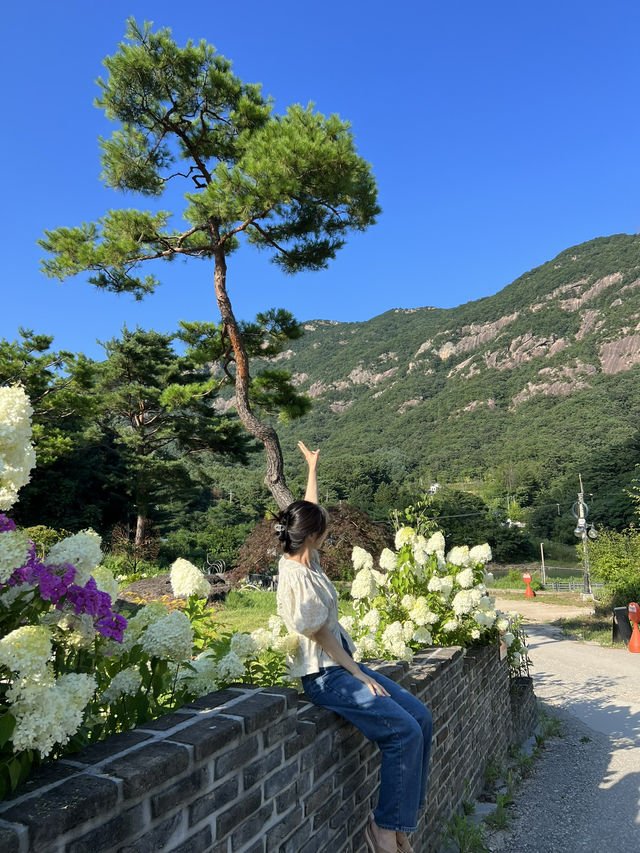 고즈넉한 한옥, 수국이 예쁜 포천 가비가배 카페 ☕️