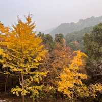 秋日的香山：风景如画，红叶如诗