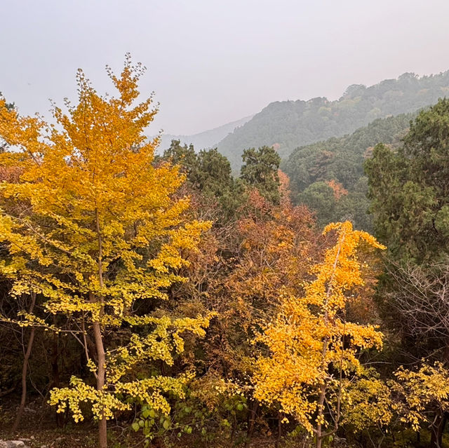 秋日的香山：风景如画，红叶如诗