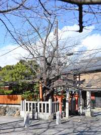 【京都｜祇園】京都らしい町並みを歩きたいなら花見小路通や祇園白川へいってみよう
