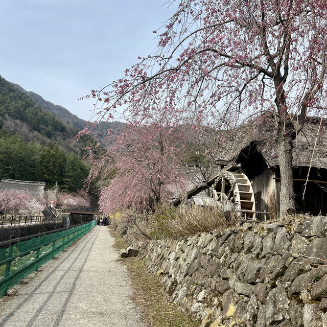 SAIKO Iyashi no sato NENBA 