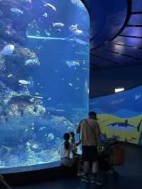 🇸🇬 S.E.A. Aquarium 🫧🪼🐠