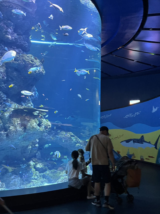 🇸🇬 S.E.A. Aquarium 🫧🪼🐠