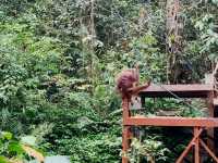 With RM20 a family of 3 can go see Orang Utan