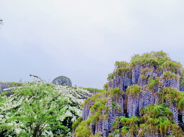 🇯🇵 東京近郊紫藤花💜