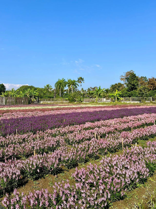 I Love Flower Farm