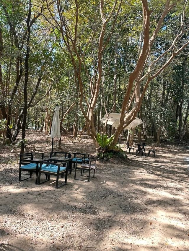 SHADE IN THE WOODS | 