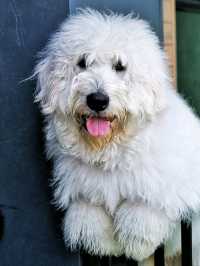 ถูกใจคนรักหมาแมว Zucca - The Pet Sanctuary & Cafe