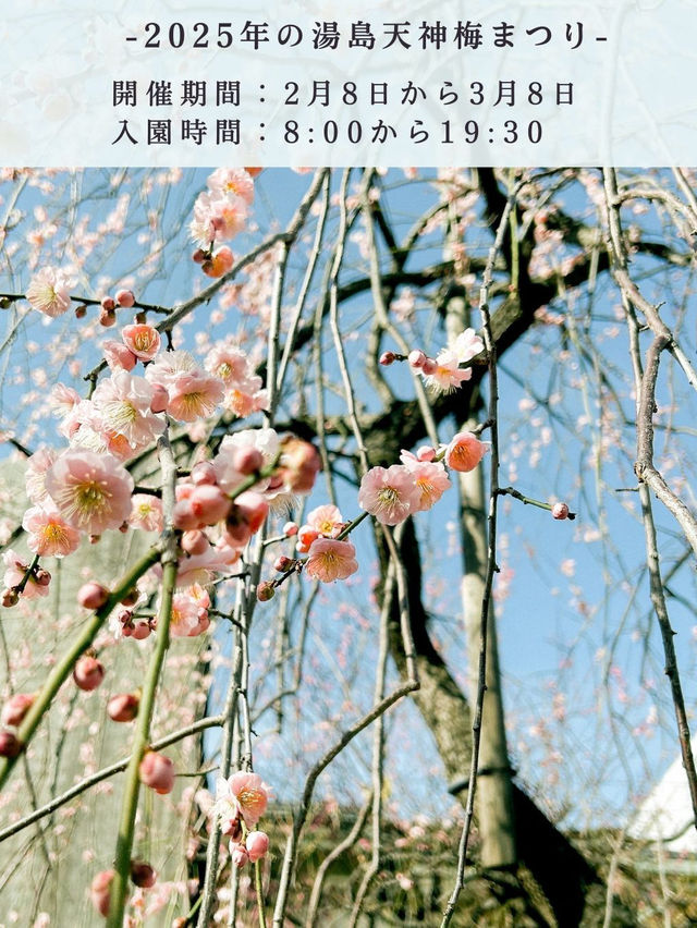 【梅が咲いたら春の予感】湯島天神 梅まつりの楽しみ方
