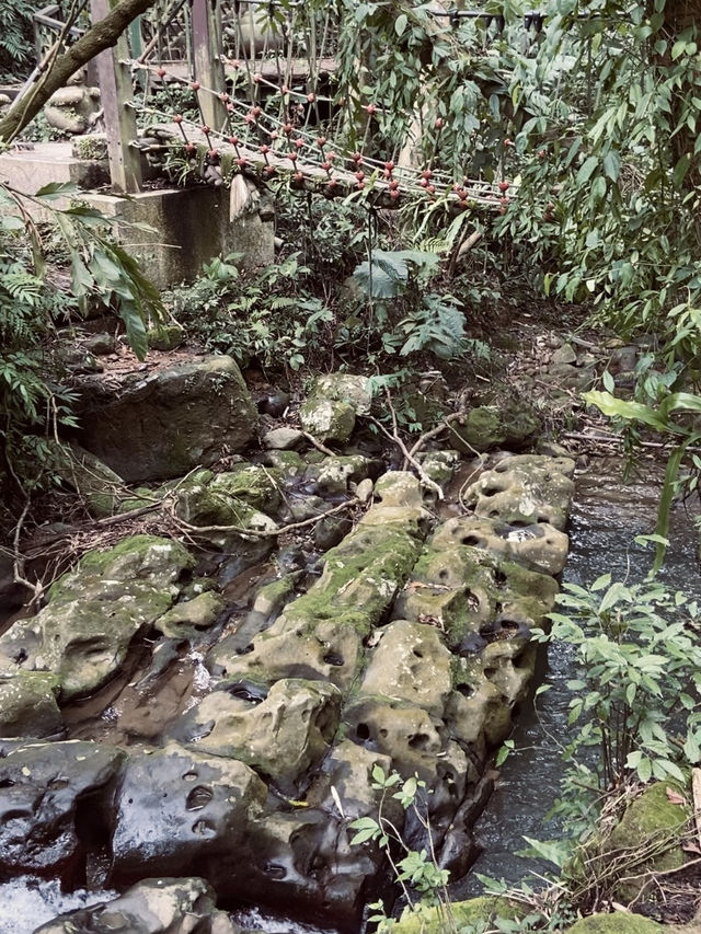 宛如走進宮崎駿的縮小版森林