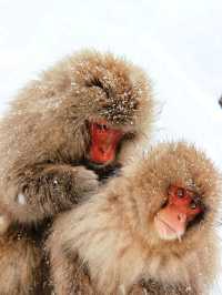 日本長野縣。地獄谷雪猴公園🦧Snow Monkey Park獼猴野生生態奇觀