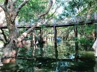 Drifting Through the Enchanting Mangroves of Kampong Phluk