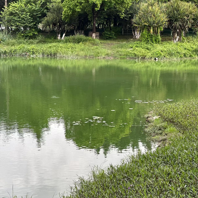 桃花濕地公園 | 水景秀麗