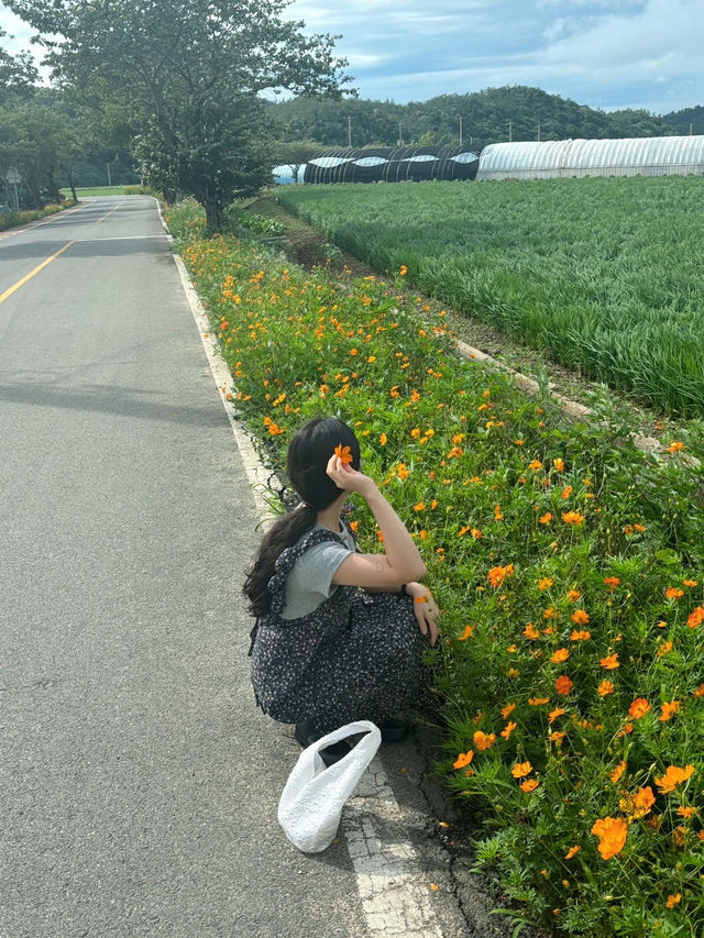 진도
