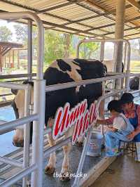 ขับรถตะลอนฟาร์ม กิจกรรมครอบครัวที่ฟาร์มโชคชัย🐮