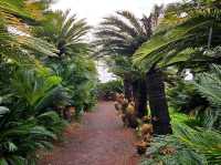 An enchanting palm forest in Jeju, Sangari Palm Forest