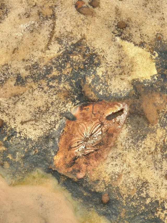 대만 타이베이 근교여행 : 예류지질공원🌊