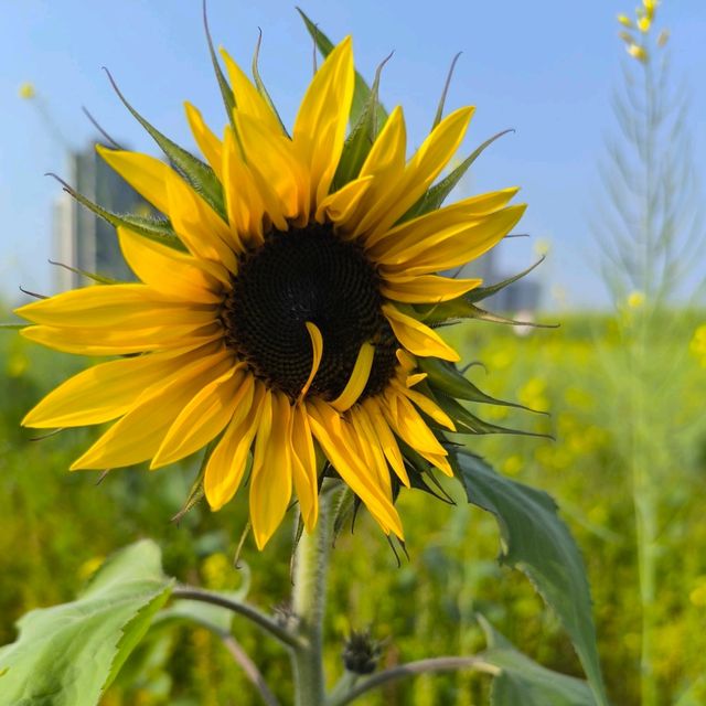 金光閃閃的油菜花田