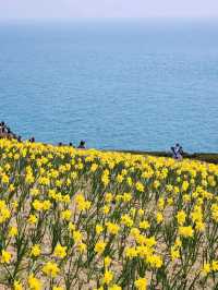 봄이면 파란 바다를 배경으로 수선화가 가득피는 오륙도의 풍경🌼