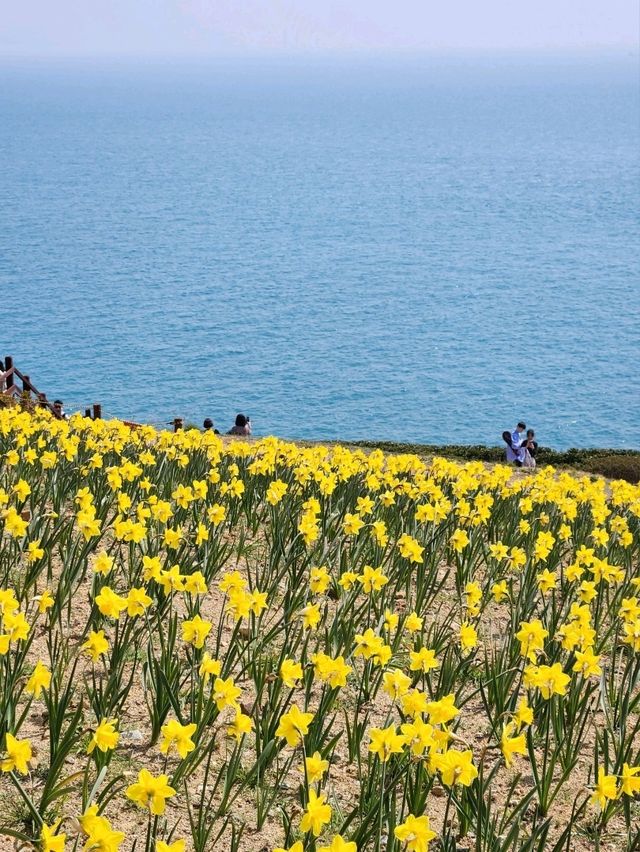 봄이면 파란 바다를 배경으로 수선화가 가득피는 오륙도의 풍경🌼