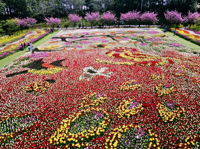 The Taean Tulip Festival in Anmyeondo, South Korea