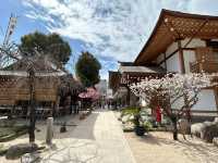 櫛田神社賞櫻美景