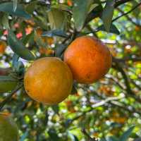 เก็บส้ม🍊 กินส้ม ที่สวนส้มชไมพร เชียงใหม่