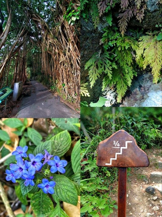 Victoria Peak Hiking, an amazing experience combining nature, history & stunning views! 
