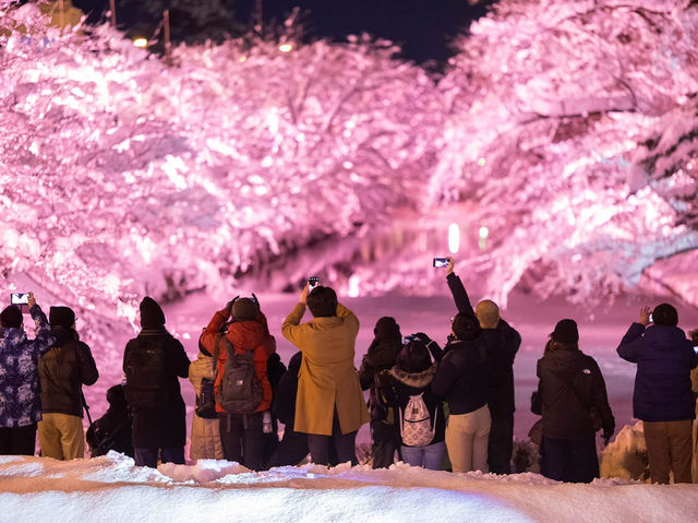 Chasing Sakura at Hirosaki Park Sakura Light Up