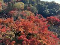 Kiyomizu-dera จุดชมใบไม้เปลี่ยนสีโด่งดังในญี่ปุ่น