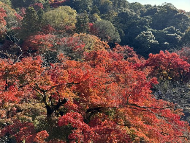 Kiyomizu-dera จุดชมใบไม้เปลี่ยนสีโด่งดังในญี่ปุ่น