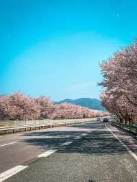 Chasing Sakura in South Korea 🌸
