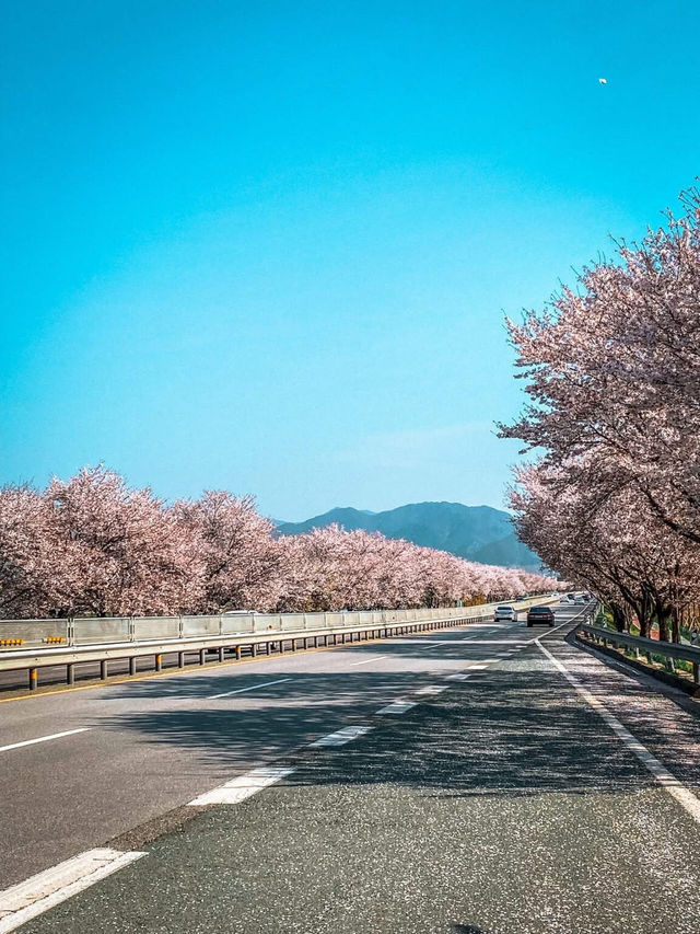 Chasing Sakura in South Korea 🌸