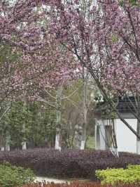 A Serendipitous Sakura Stroll: West Garden Temple’s Floral Paradise by the Canal