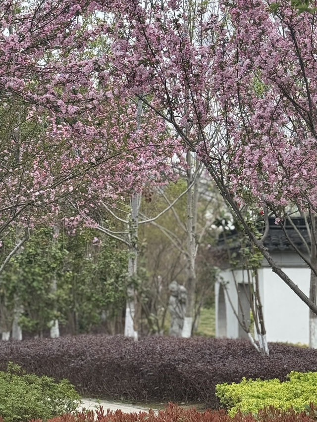 A Serendipitous Sakura Stroll: West Garden Temple’s Floral Paradise by the Canal