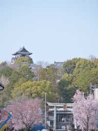 【愛知】行きなきゃ損‼️桜と城とハート絵馬！犬山城＆三光稲荷神社で春の最強コンボ！