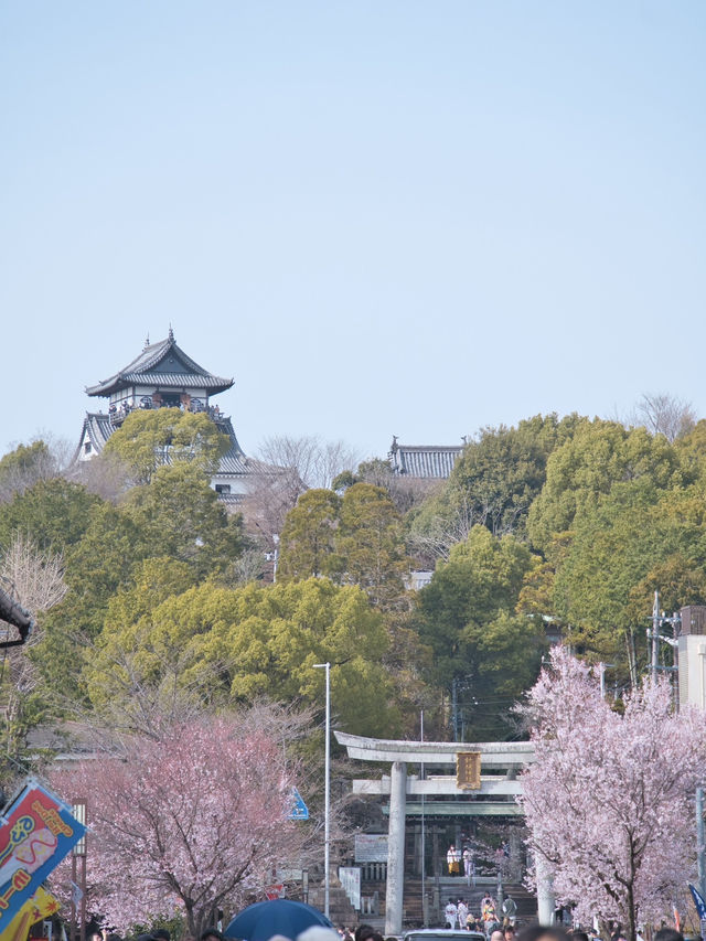 【愛知】行きなきゃ損‼️桜と城とハート絵馬！犬山城＆三光稲荷神社で春の最強コンボ！