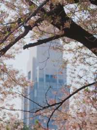 「春の東京を満喫🌸✨」都内の桜おすすめスポットまとめ
