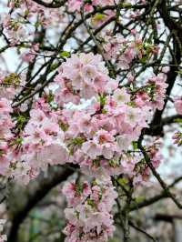 Chasing Sakura G Wuji Tianyuan Temple