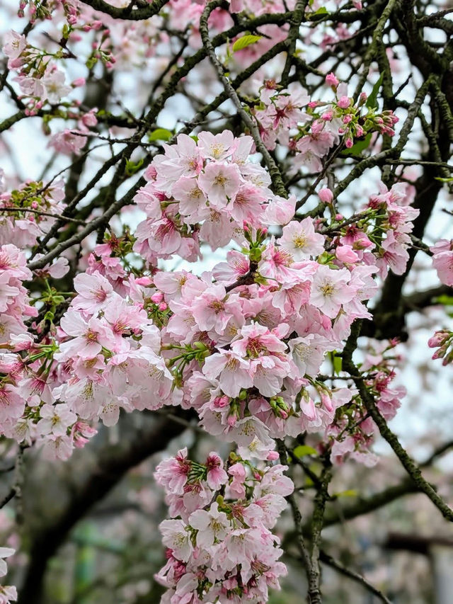 Chasing Sakura G Wuji Tianyuan Temple