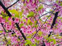 櫻🌸吹雪～淀之河津櫻
