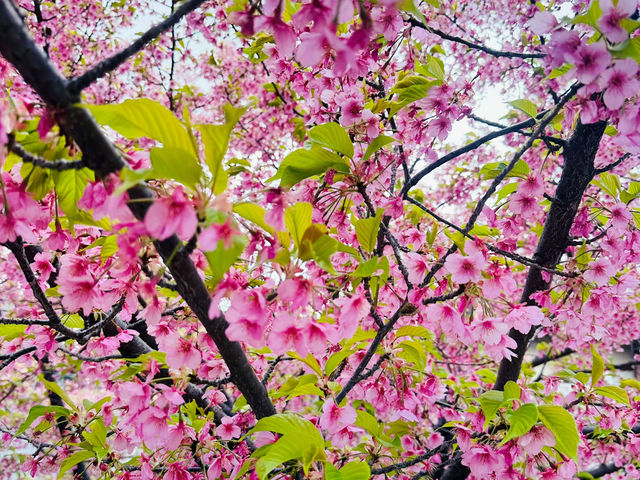 櫻🌸吹雪～淀之河津櫻