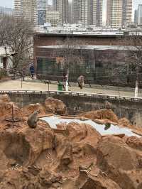 Kunming Zoo จุดชมดอกไม้บาน
