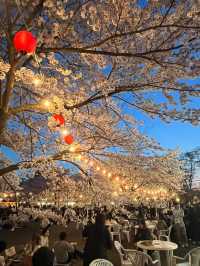 仙台西公園賞櫻美景