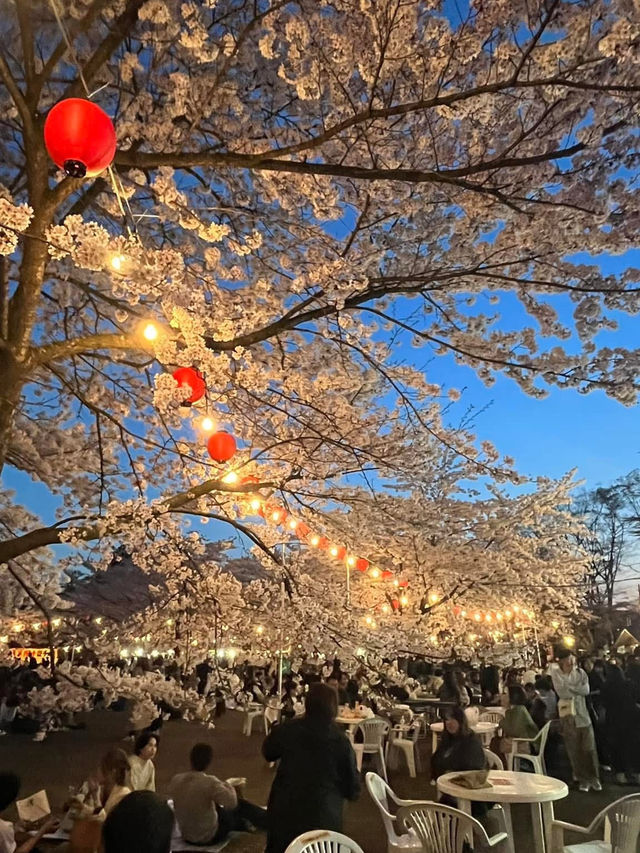 仙台西公園賞櫻美景