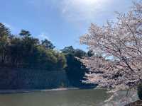 名古屋名城公園賞櫻美景