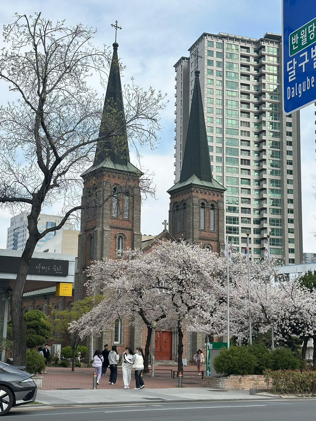 【韓国/大邱】リアルタイム！中心地から徒歩圏内の桜スポット🌸